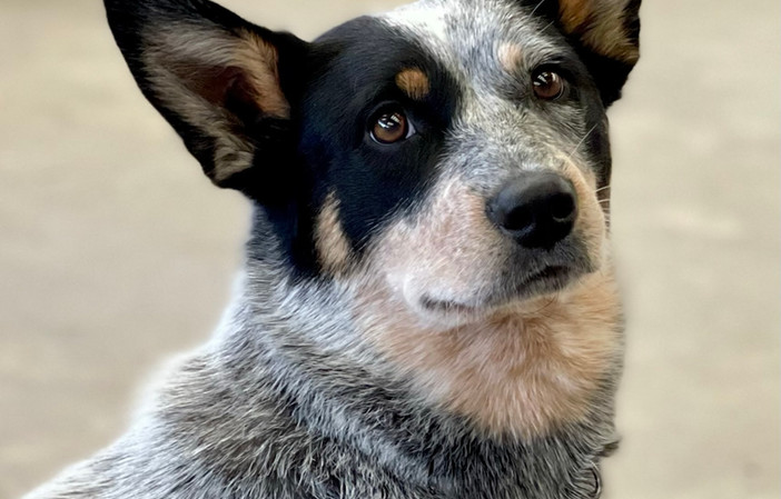 ACD, Australian Cattle Dog, Blue Heeler 