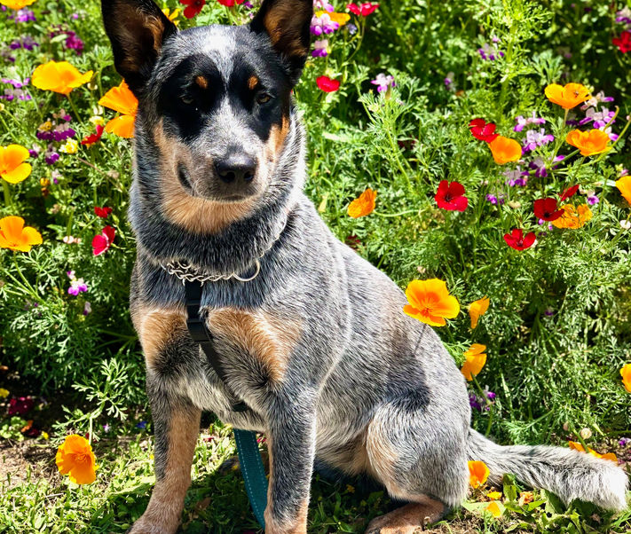 Australian Cattle Dog, Blue Heeler, ACD puppiesAustralian Cattle Dog, Blue Heeler, ACD puppies
