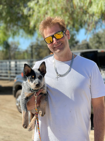 ACD puppy, Tin Roof ACD, Tin Roof Australian Cattle Dog