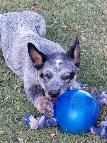 ACD Puppy, blue heeler toy, Australian cattle dog