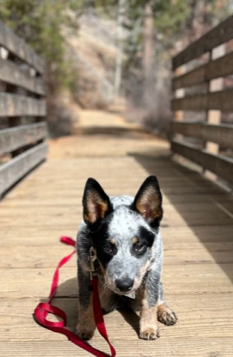 Australian Cattle Dog, Blue Heeler, ACD puppies