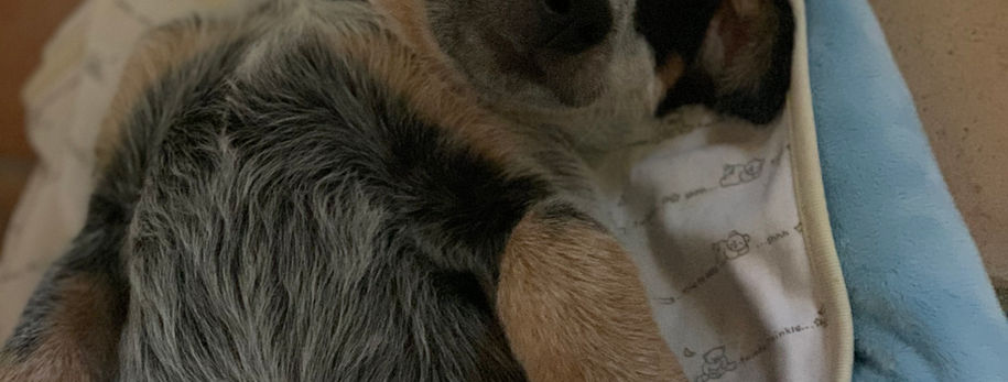 AKC ACD, Australian Cattle Dog, Blue Heeler, Tin Roof, 