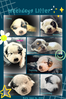 blue heeler/ ACD/ Australian Cattle Dog Puppy