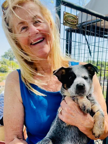 ACD, Australian Cattle Dog, Blue Heeler