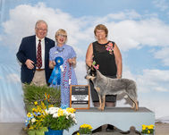 Fun win photo of two judges holding ribbons laughing, the handler and dog standing perfectly for the photo