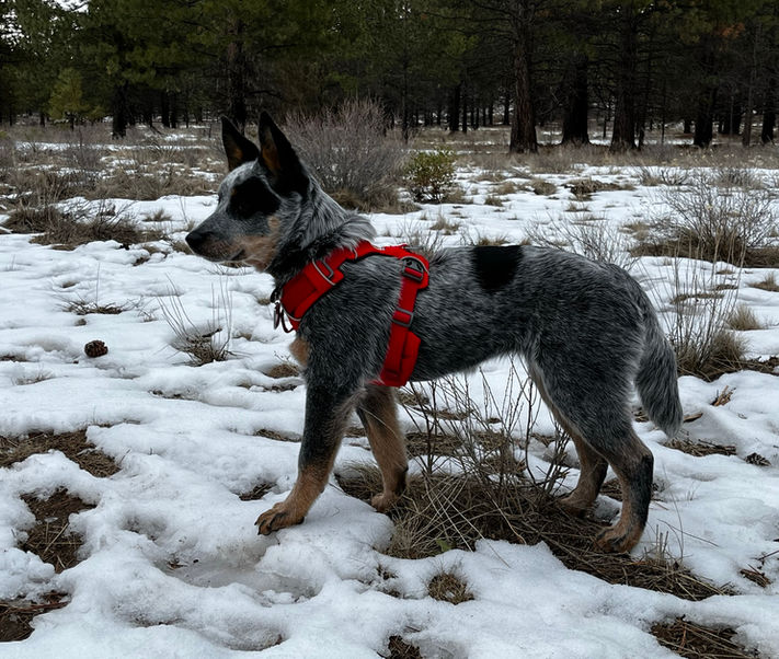 Australian Cattle Dog, Blue Heeler, ACD puppies