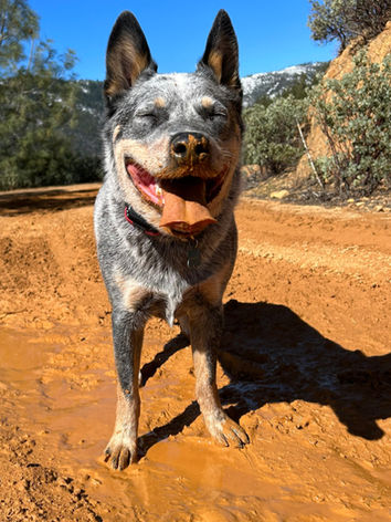 ACD, Australian Cattle Dog, Blue Heeler 