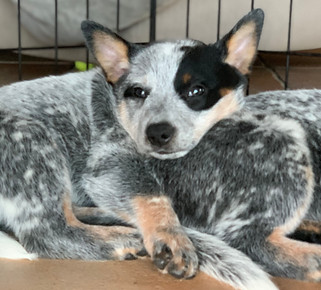 Sweet ACD puppy snuggling