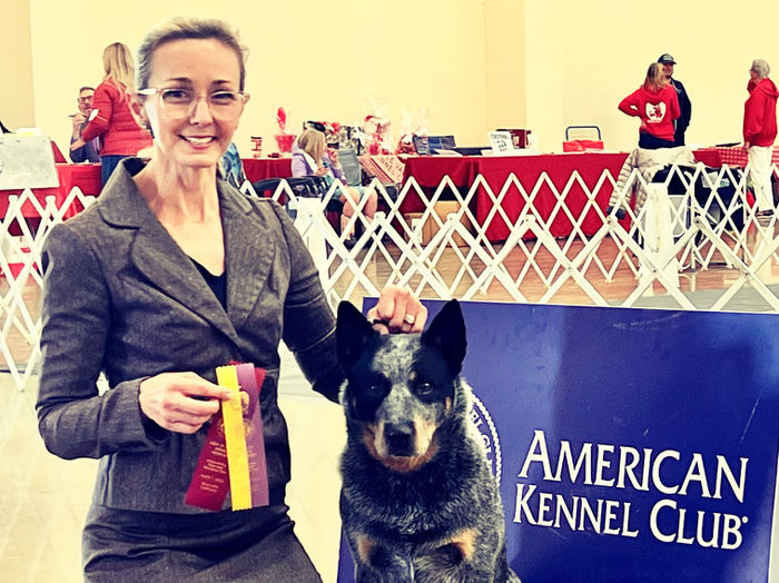 blue heeler, australian cattle dog on podium with a green thrid place ribbon, owner handled group 3 award at AKC dog show 