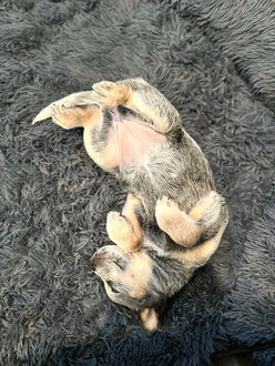 Australian Cattle Dog, Blue Heeler, ACD puppies