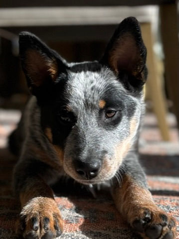 Australian Cattle Dog, Blue Heeler, ACD puppies