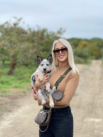 blue heeler puppy; leptospirosis breakout in New York