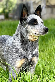 Female Blue Speckled Australian Cattle Dog - blue heeler with a black eye spot on the right eye, and a black left ear