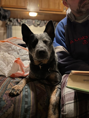ACD, Australian Cattle Dog, Blue Heeler 