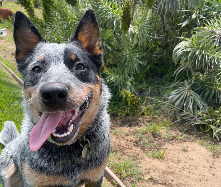 Australian Cattle Dog, Blue Heeler, ACD puppies