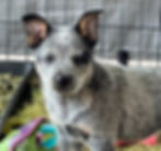 CODY- San Marcos, CA