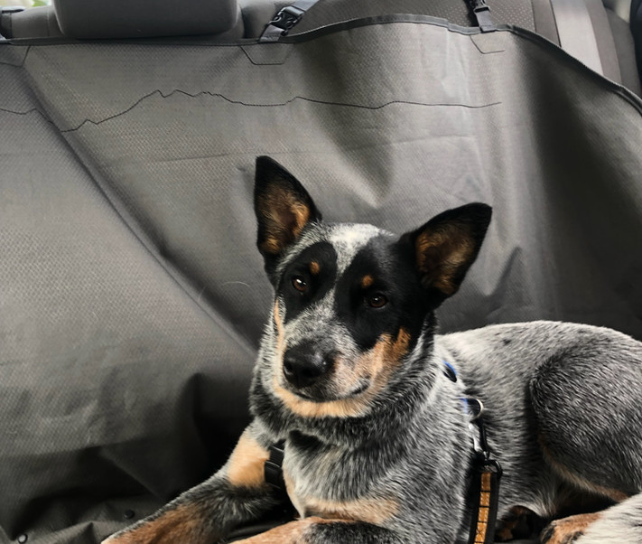 blue heeler, ACD, australian cattle dog in the backseat of a car