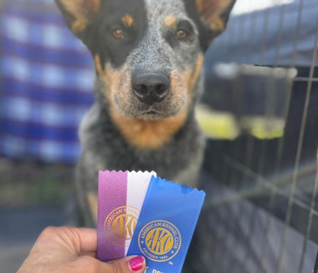 Yosemite Kennel Club