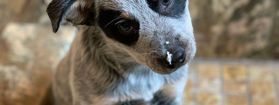 AKC ACD, Australian Cattle Dog, Blue Heeler, Tin Roof, 