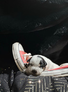 blue heeler/ ACD/ Australian Cattle Dog Puppy