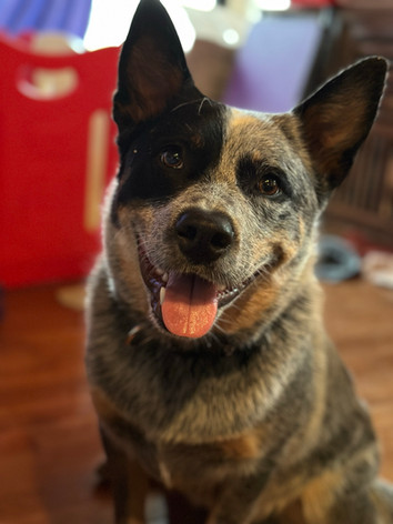 ACD, Australian Cattle Dog, Blue Heeler 
