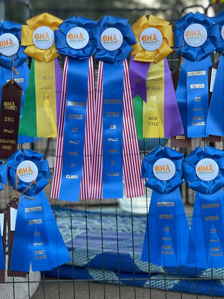 Barn hunt with blue heelers