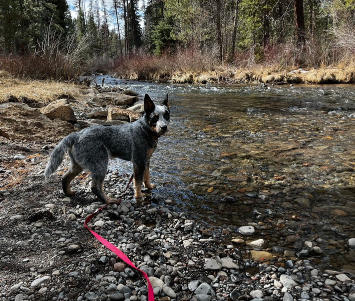 Australian Cattle Dog, Blue Heeler, ACD puppiesAustralian Cattle Dog, Blue Heeler, ACD puppies