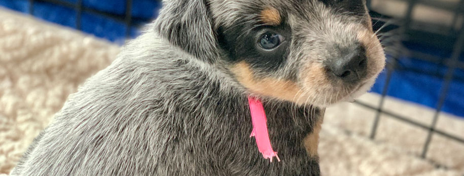 AKC ACD, Australian Cattle Dog, Blue Heeler, Tin Roof, acd, cattledog, puppy, 