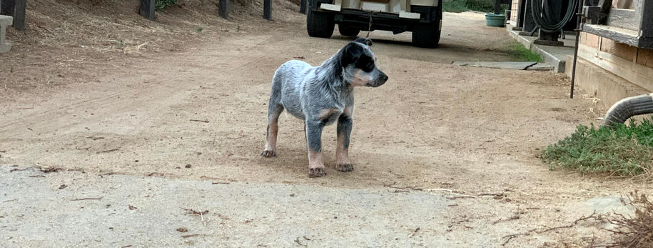 AKC ACD, Australian Cattle Dog, Blue Heeler, Tin Roof, acd, cattledog, puppy, 