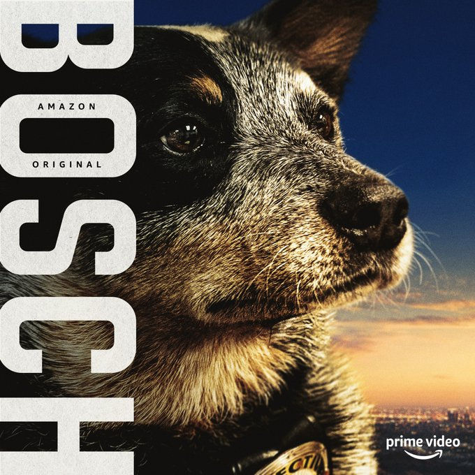 Australian Cattle Dog joins cast of Amazon's TV Series BOSCH
