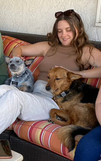 Australian Cattle Dog, Blue Heeler, ACD puppies