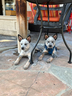 Australian Cattle Dog, Blue Heeler, ACD puppies