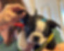boston terrier puppy having it;s hearing tested