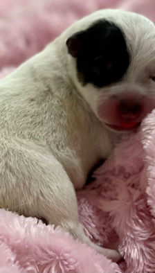 australian cattle dog puppy at 2 days old