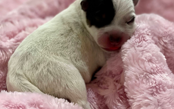 australian cattle dog puppy at 2 days old