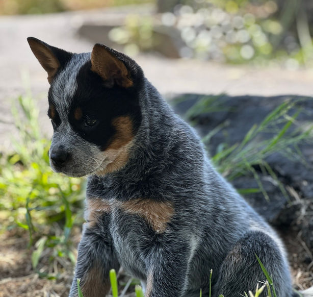 9 week old blue heeler/ ACD puppy in the grass