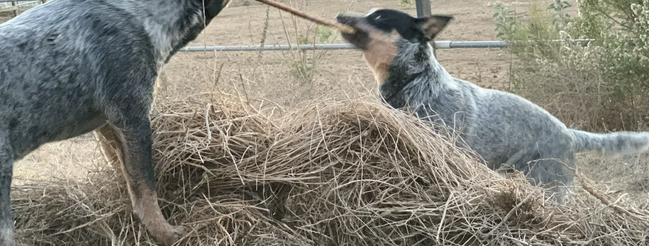 AKC ACD, Australian Cattle Dog, Blue Heeler, Tin Roof, acd, cattledog, puppy, 