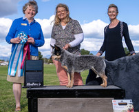 ACD/ AKC blue heeler perfectly positioned standing on a table with a judge holding very large win ribbons. A second person is holding a giant dog bed that was won, and the handler in the middle holding the beautiful blue heeler