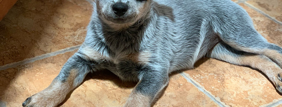AKC ACD, Australian Cattle Dog, Blue Heeler, Tin Roof, acd, cattledog, puppy, 