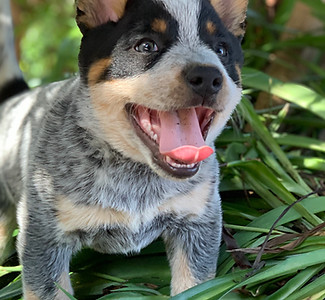 Crazy Cattle Dog puppy running through the plants with a crazed look in her eyes