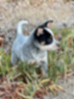 LACY- Pinon Hills, CA