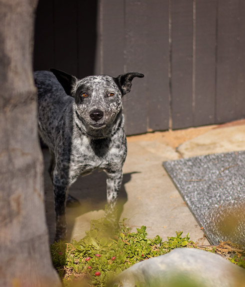 Gidget_LF_794A0944.jpg