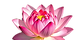 lotus flower.png