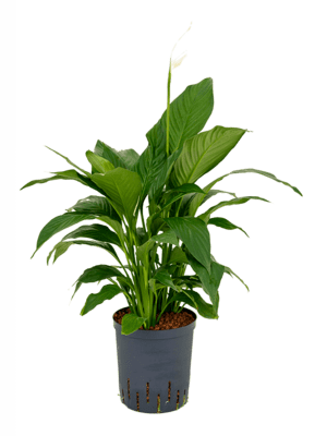 Spathiphyllum gokyo