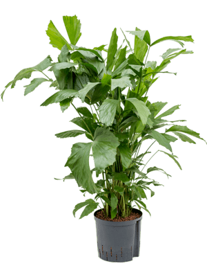Caryota mitis