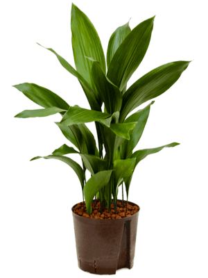 Aspidistra elatior