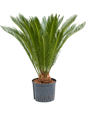 Cycas revoluta