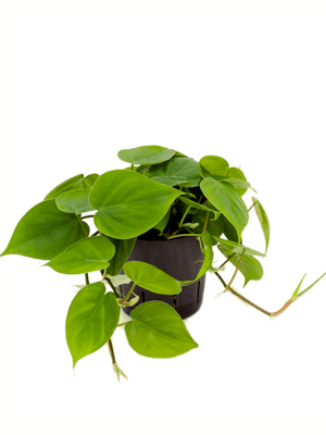 Philodendron scandens