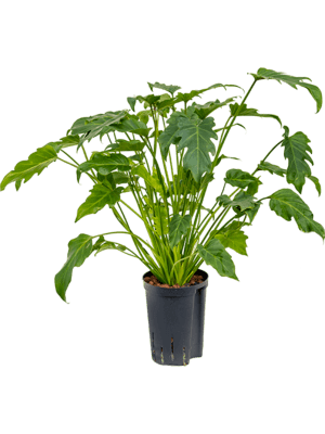 Philodendron xanadu
