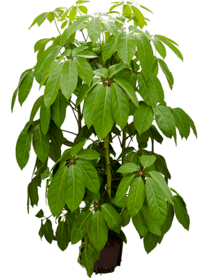 Schefflera amate